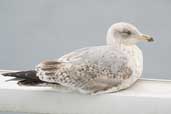 2nd Summer Herring Gull, Lerwick, Shetland, Scotland, May 2004 - click for larger image