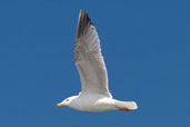 Herring Gull, Kinlochbervie, Scotland, May 2005 - click for larger image