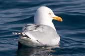 Herring Gull, North Rona, Scotland, May 2005 - click for larger image