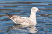 1st Summer Herring Gull, Loch Inchard, Scotland, May 2005 - click for larger image