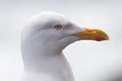 Herring Gull, Staffa, Scotland, June 2005 - click for larger image