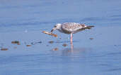 2nd Winter Herring Gull eating a razor clam, Musselburgh, Scotland, March 2001 - click for larger image