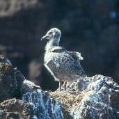 Herring Gull chick, Dunbar, Scotland, June 2000 - click for larger image