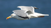 Herring Gull, North Berwick, East Lothian, Scotland, June 2002 - click for larger image