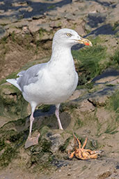 Herring Gull, Walton Backwater, Essex, England, September 2017 - click for larger image