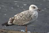 1st Winter Herring Gull, Musselburgh, Scotland, August 2002 - click for larger image