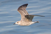 Juvenile Herring Gull, Aberlady, East Lothian, Scotland, August 2002 - click for larger image