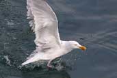 Herring Gull, St Kilda, Scotland, August 2003 - click for larger image