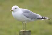 Common Gull, Yell, Shetland, Scotland, May 2004 - click for larger image