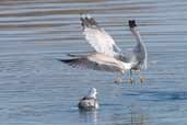 Common Gull, Loch Inchard, Scotland, May 2005 - click for larger image