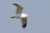 Common Gull, Langamull, Mull, Scotland, June 2005 - click for larger image