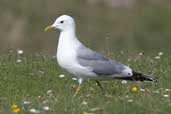 Common Gull, Langamull, Mull, Scotland, June 2005 - click for larger image