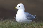 2nd summer Common Gull, Hoy, Orkney, Scotland, May 2003 - click for larger image