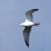 Lesser Black-backed Gull, Flevoland, Netherlands, April 2002 - click for larger image