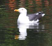 Lesser Black-backed Gull, Blackford Pond, Edinburgh, Scotland, June 2002 - click for larger image