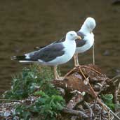 Lesser Black-backed Gull, Dunsapie Loch, Scotland, September 1999 - click for larger image