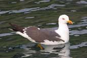 Lesser Black-backed Gull, St Kilda, Scotland, August 2003 - click for larger image
