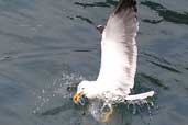 Lesser Black-backed Gull, St Kilda, Scotland, August 2003 - click for larger image