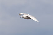 1st summer Iceland Gull, North Rona, Scotland, May 2005 - click for larger image