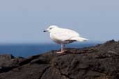 1st summer Iceland Gull, North Rona, Scotland, May 2005 - click for larger image