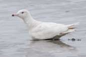 1st summer Glaucous Gull, Ardalanish Bay, Mull, Scotland, June 2005 - click for larger image