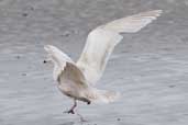 1st summer Glaucous Gull, Ardalanish Bay, Mull, Scotland, June 2005 - click for larger image