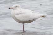 1st summer Glaucous Gull, Ardalanish Bay, Mull, Scotland, June 2005 - click for larger image