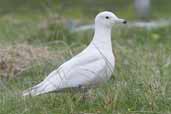 1st summer Glaucous Gull, Ardalanish Bay, Mull, Scotland, June 2005 - click for larger image