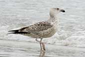 Great Black-backed Gull, Mainland Shetland, Scotland, May 2004 - click for larger image