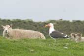 Great Black-backed Gull, Mainland Shetland, Scotland, May 2004 - click for larger image