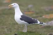 Great Black-backed Gull, North Rona, Scotland, May 2005 - click for larger image