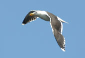 Great Black-backed Gull, John Muir CP, East Lothian, Scotland, June 2002 - click for larger image