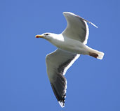 Great Black-backed Gull, John Muir CP, East Lothian, Scotland, June 2002 - click for larger image