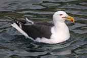 Great Black-backed Gull, St Kilda, Scotland, August 2003 - click for larger image