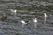 Great Black-backed Gull, St Kilda, Scotland, August 2003 - click for larger image