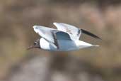 1st summer Black-headed Gull, Loch Inchard, Scotland, May 2005 - click for larger image