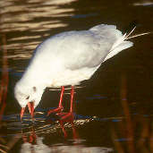 Black-headed Gull, Dunsapie Loch, Edinburgh, Scotland, November 2000 - click for larger image