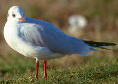 Black-headed Gull, East Lothian, Scotland, November 2000 - click for larger image