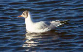 Black-headed Gull, Musselburgh, Scotland, December 2000 - click for larger image