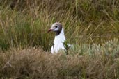 Black-headed Gull, Walberswick, Suffolk, July 2009 - click for larger image