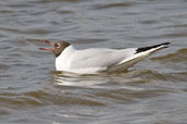 Black-headed Gull, Minsmere, Suffolk, March 2010 - click for larger image