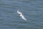 Black-headed Gull, Flevoland, Netherlands, April 2002 - click for larger image