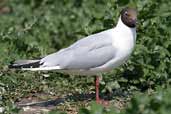 Black-headed Gull, Farne Islands, England, June 2003 - click for larger image