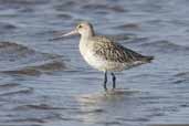 Bar-tailed Godwit, Tyninghame, East Lothian, Scotland, October 2006 - click for larger image