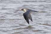 Bar-tailed Godwit, Tyninghame, East Lothian, Scotland, October 2006 - click for larger image