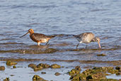 Bar-tailed Godwit, Andalucia, Spain, May 2022 - click for larger image