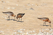 Bar-tailed Godwit, Andalucia, Spain, May 2022 - click for larger image