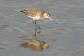 Bar-tailed Godwit, Musselburgh, Scotland, November 2002 - click for larger image
