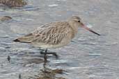 Bar-tailed Godwit, Musselburgh, Scotland, November 2002 - click for larger image