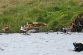 Black-tailed Godwit, Fetlar Shetland, Scotland, May 2004 - click for larger image